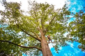 Reliable Heber Overgaard, AZ Tree Removal Solutions