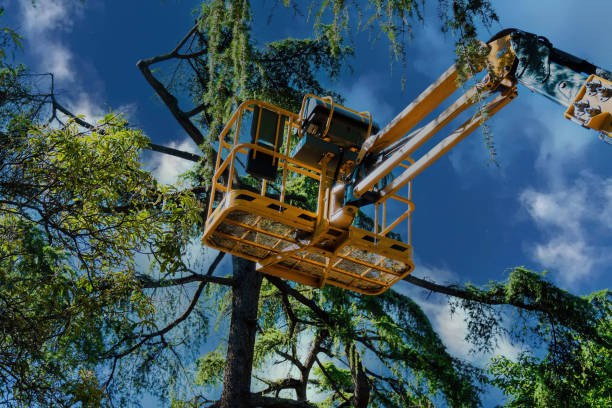 How Our Tree Care Process Works  in  Heber Overgaard, AZ