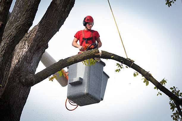 Leaf Removal in Heber Overgaard, AZ